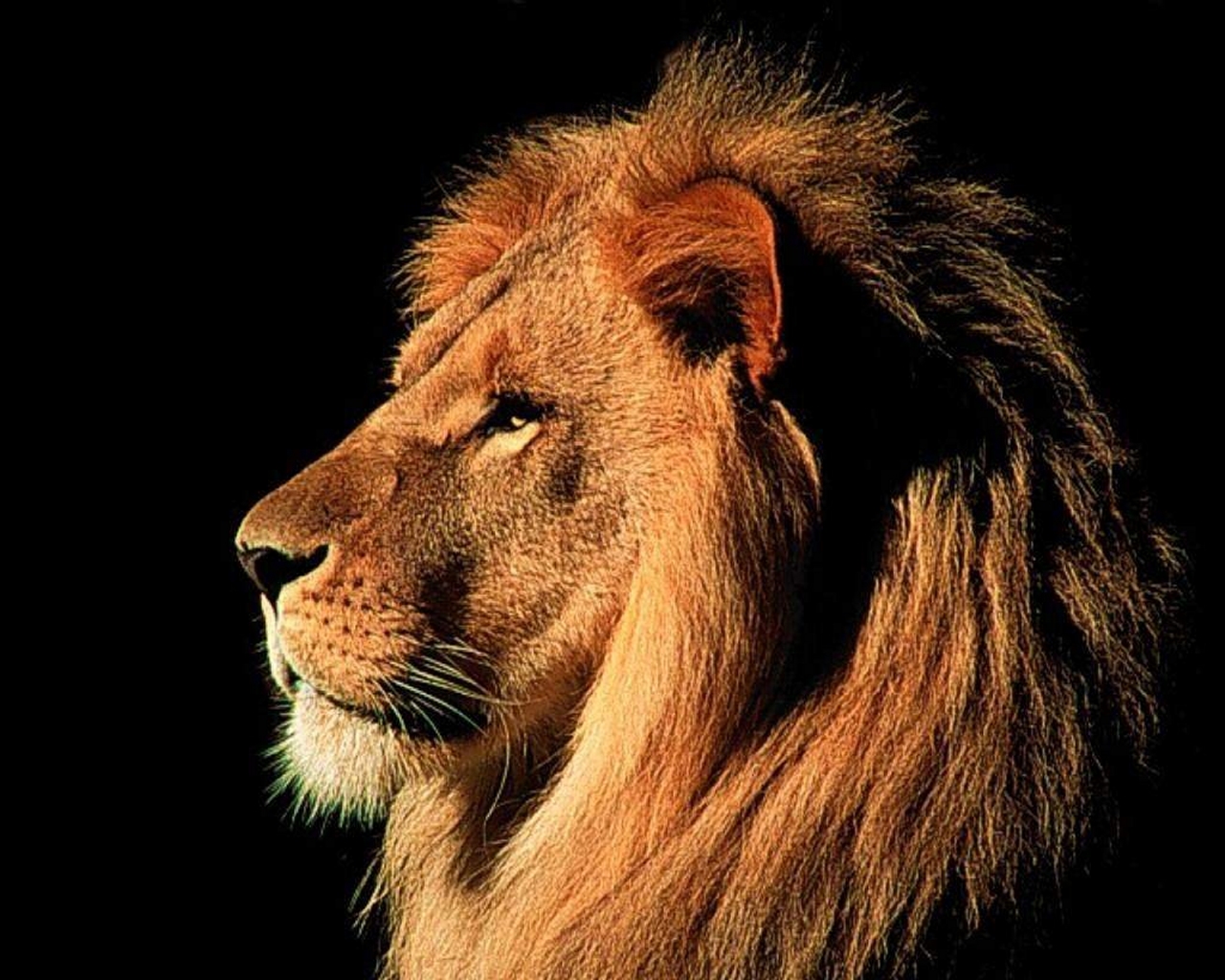 Lion In Wild