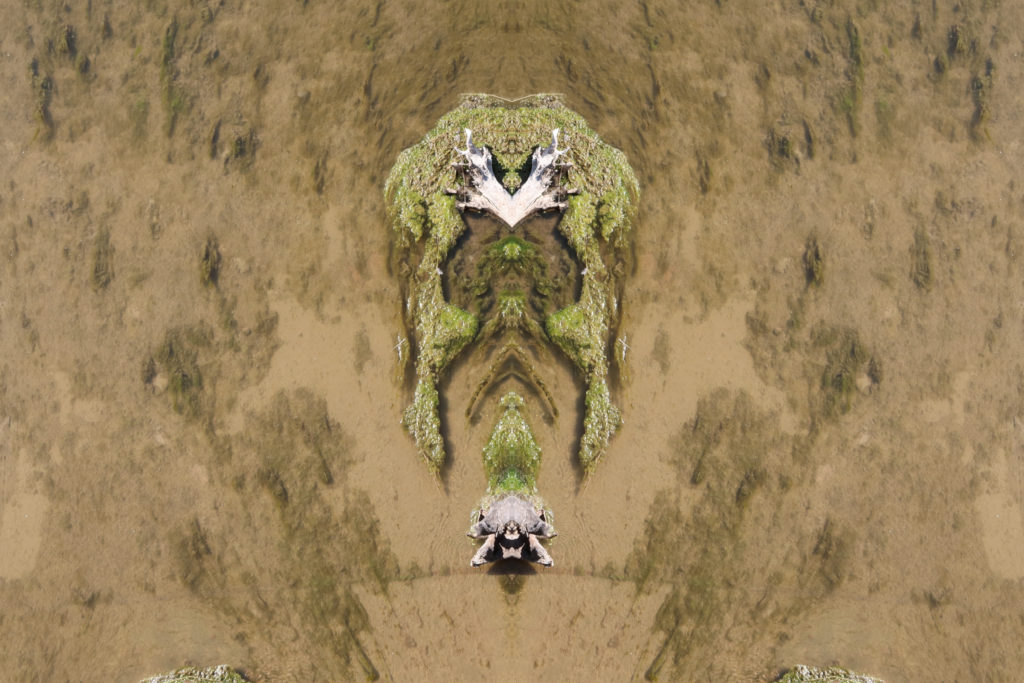 EarthImage